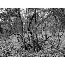 Tomasz Dymski: „Ponury las”
